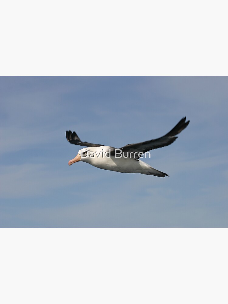 Black-browed Albatross by DavidBurren