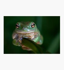 Green Tree Frog on a branch Fotodruck