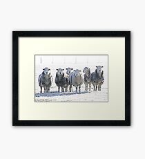 Herdwick Sheep Framed Print
