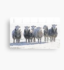 Herdwick Sheep Canvas Print