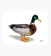 Duck Photographic Print