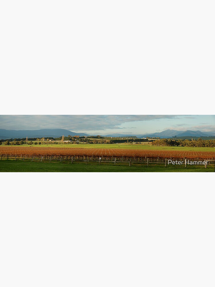 Yarra Valley by PeterH