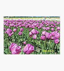 tulips Photographic Print