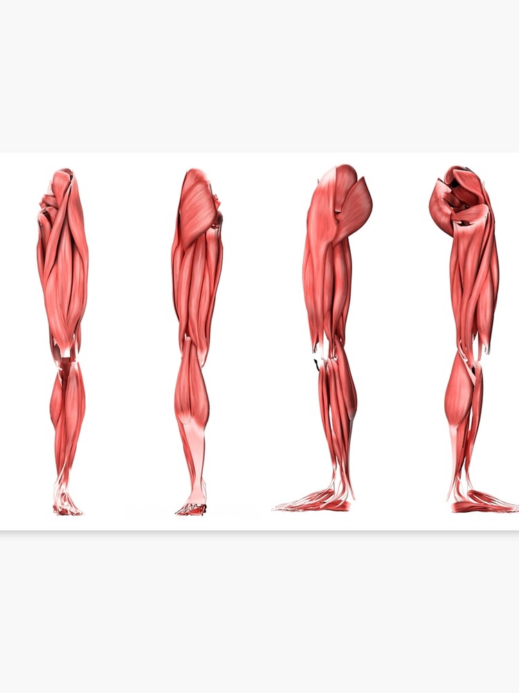 Musculos de piernas humanas