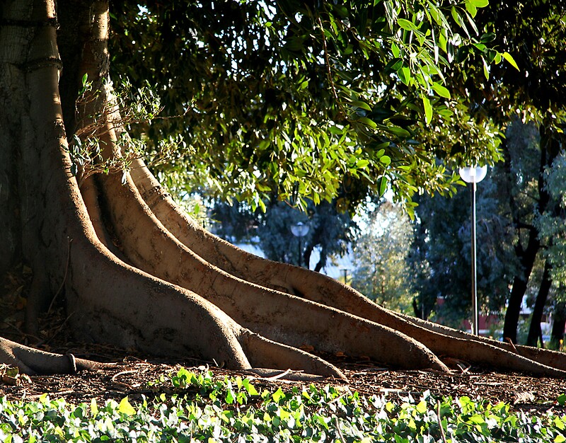 roots-of-a-giant-fig-tree-by-martin-pot-redbubble