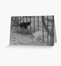 Black on White Greeting Card