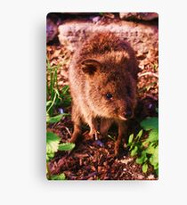Rottnest Island Quakka Canvas Print