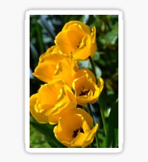 Yellow Tulips Sticker