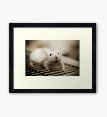 Lab Mouse Framed Print