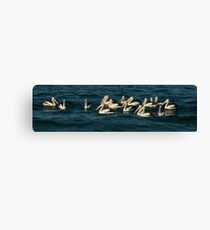 Pelicans Canvas Print