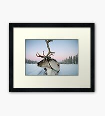 Lapland Reindeer Framed Print