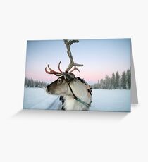 Lapland Reindeer Greeting Card