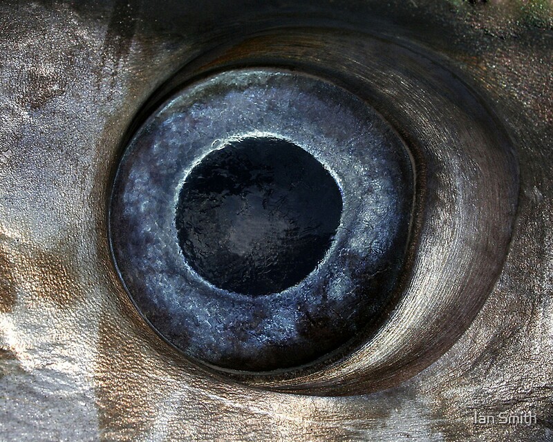 "Swordfish eye" by Ian Smith Redbubble