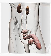 excretory system posters redbubble
