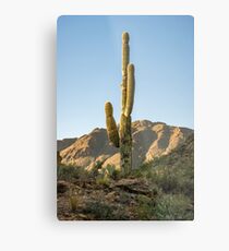 Lonley Cactus in Saguaro National Park Metal Print