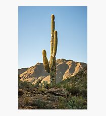 Lonley Cactus in Saguaro National Park Photographic Print