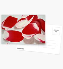 "MODERN" RADISHES Postcards