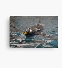 Goin' for a Swim! Canvas Print