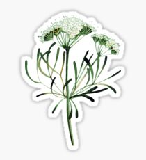 Watercolor cumin Sticker