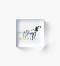 English setter Acrylic Block