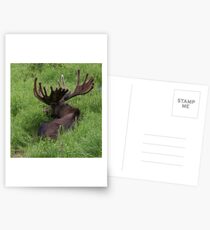Bull Moose Postcards