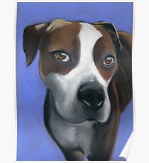 Athena dog portrait Poster