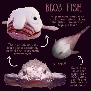 Blob Fish Fun Fact Poster for Sale by KyleNesas, blob fish in