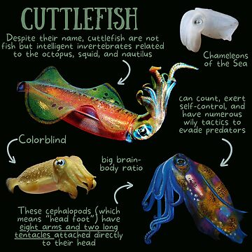 Cuttlefish Fun Facts iPhone Case for Sale by KyleNesas