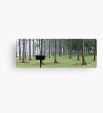 the pine park Canvas Print