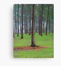 rainy day Canvas Print