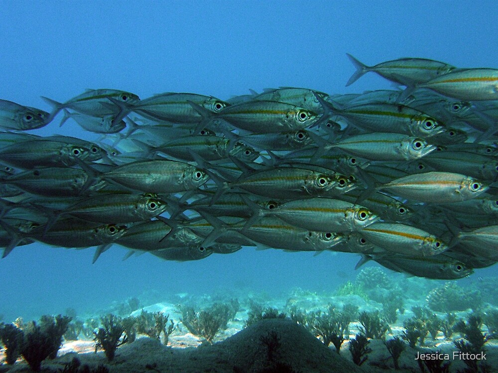 "Yellow Stripe Mackerel" by Jessica Fittock Redbubble