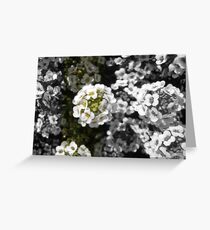 Contrast Greeting Card