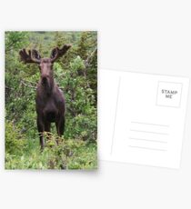 Young Bull Postcards