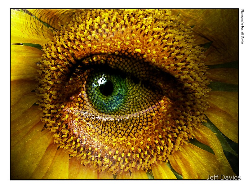 "Sunflower with eye" by Jeff Davies Redbubble