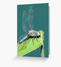 Dragonfly Greeting Card