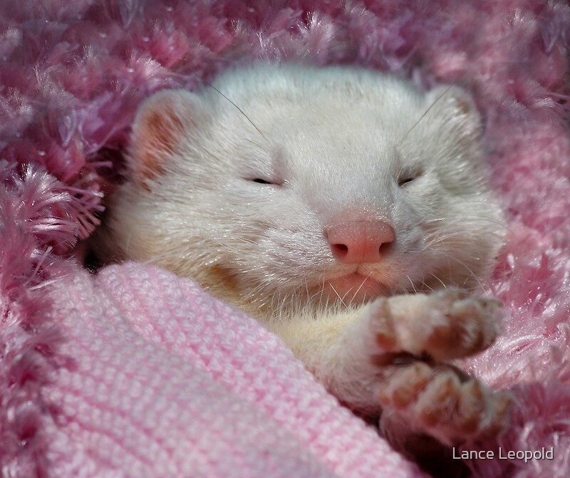 "Snoozing Ferret" by Lance Leopold | Redbubble