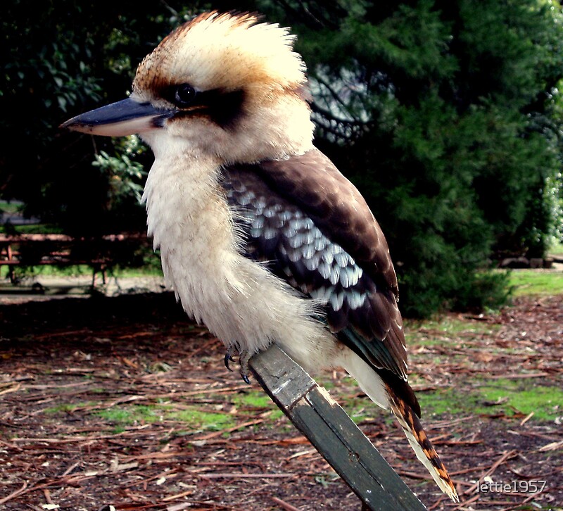 kookaburra teddy