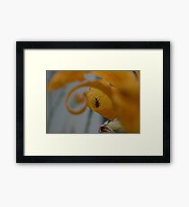Bug Framed Print