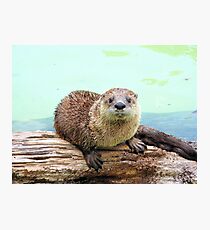Happy Little Otter Photographic Print