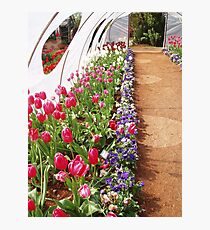 tulips Photographic Print