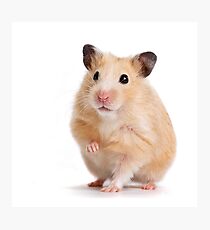 Cute Hamster Rodent Photographic Print