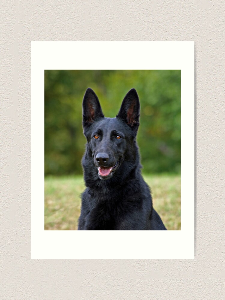 Black German Shepherd Art Print By Sandyk Redbubble