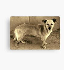 Street Dog Canvas Print