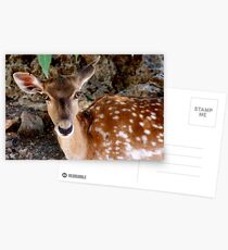 dear Postcards