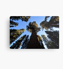 General Sherman Redwood Tree in Sequoia National Park in California Travel Trees Metal Print