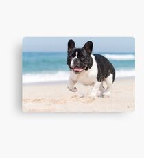 French bulldog on the beach Canvas Print