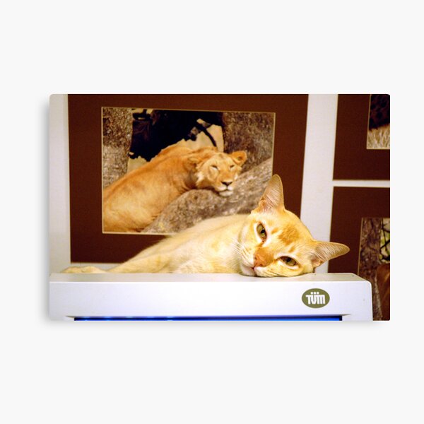 Just dreaming..... Canvas Print