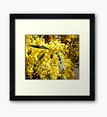 Wattle Framed Print