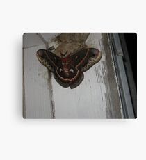 butterfly Canvas Print