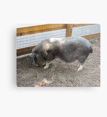 Zoo pics Metal Print